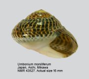 Umbonium moniliferum